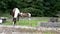 Horses visiting garden ion Ireland - Mare and freshly born baby horse