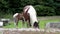 Horses visiting garden in Ireland - Mare and freshly born baby horse