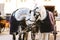 Horses with wagons in winter on the main square of Salzburg in Austria. Entertainment of tourists, riding. Vacation