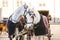 Horses with wagons in winter on the main square of Salzburg in Austria. Entertainment of tourists, riding. Vacation