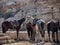 Horses waiting in Petra lost city,