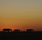 Horses walking against a setting sun, sihouetted
