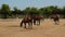 Horses walking around on horse farm on a sunny day