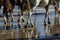 Horses walking on the beach in Corpus Christi Texas