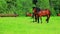 Horses walking on green field. Brown horses grazing on pasture