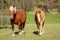 Horses walking in paddock on farm