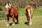 Horses walking in paddock on farm