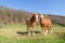 Horses walking in paddock on farm