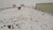 Horses Walking Past Through Snow During Colorado Winter