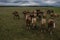 Horses walking on pasture, drone view of green landscape with a herd of brown horses