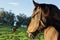 A horses watchful eye on his buddy