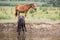 Horses at the watering place