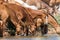 Horses at a watering place drink water and bathe during strong heat and drought