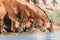 Horses at a watering place drink water and bathe during strong heat and drought