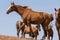 Horses at a watering place drink water and bathe during strong heat and drought