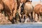 Horses at a watering place drink water and bathe during strong heat and drought