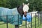 Horses wearing fly mask and turnout rug or blanket, UK