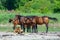 Horses on the west coast in Sweden