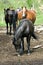 Horses on West Virginia Farm