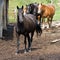 Horses on West Virginia Farm