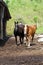 Horses on West Virginia Farm