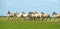 Horses in wetland in summer