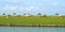 Horses in wetland in summer