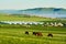 The horses and white yurts on the green summer prairie sunrise