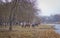 The horses who are grazed on the autumn river bank.