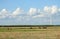 Horses and wind turbine, Lithuania