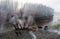 Horses in winter landscape beside river
