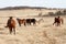 Horses in winter pasture