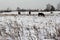 Horses in winter roles against the sky.