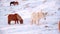 Horses In Winter. Rural Animals in Snow Covered Meadow. Pure Nature in Iceland. Frozen North Landscape. Icelandic Horse