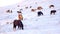 Horses In Winter. Rural Animals in Snow Covered Meadow. Pure Nature in Iceland. Frozen North Landscape. Icelandic Horse