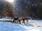 Horses in winter in sunlight