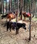 Horses in the wood tide up for a tree