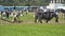 Horses working the National Ploughing Championships Co Carlow Ireland on 19th September 2019