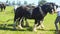 Horses working the National Ploughing Championships Co Carlow Ireland on 19th September 2019