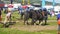 Horses working the National Ploughing Championships Co Carlow Ireland on 19th September 2019