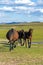 horses in WulanBu all grassland ancient battlefield