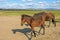 horses in WulanBu all grassland ancient battlefield