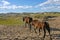 horses in WulanBu all grassland ancient battlefield