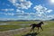 horses in WulanBu all grassland ancient battlefield