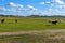 horses in WulanBu all grassland ancient battlefield