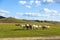horses in WulanBu all grassland ancient battlefield