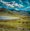 Horses, yaks, and pets grazing at summer pasture in Mongolia. Mongolian summer life.