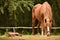 Horses on yard