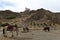 Horses at Yumbulakhang palace,Tibet.