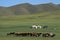 Horses and yurts in the mongolian steppe